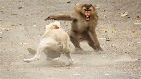 hindistan maymun köpek kavgası